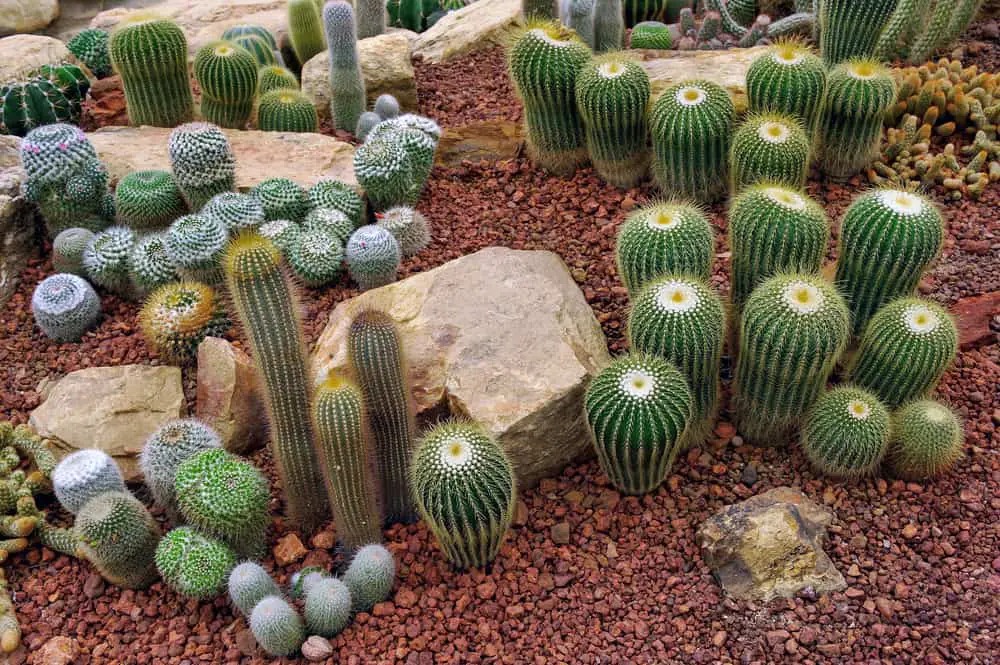 Cactus Garden Ideas