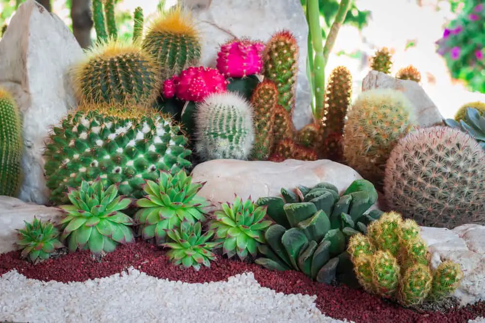 Cactus Garden Ideas