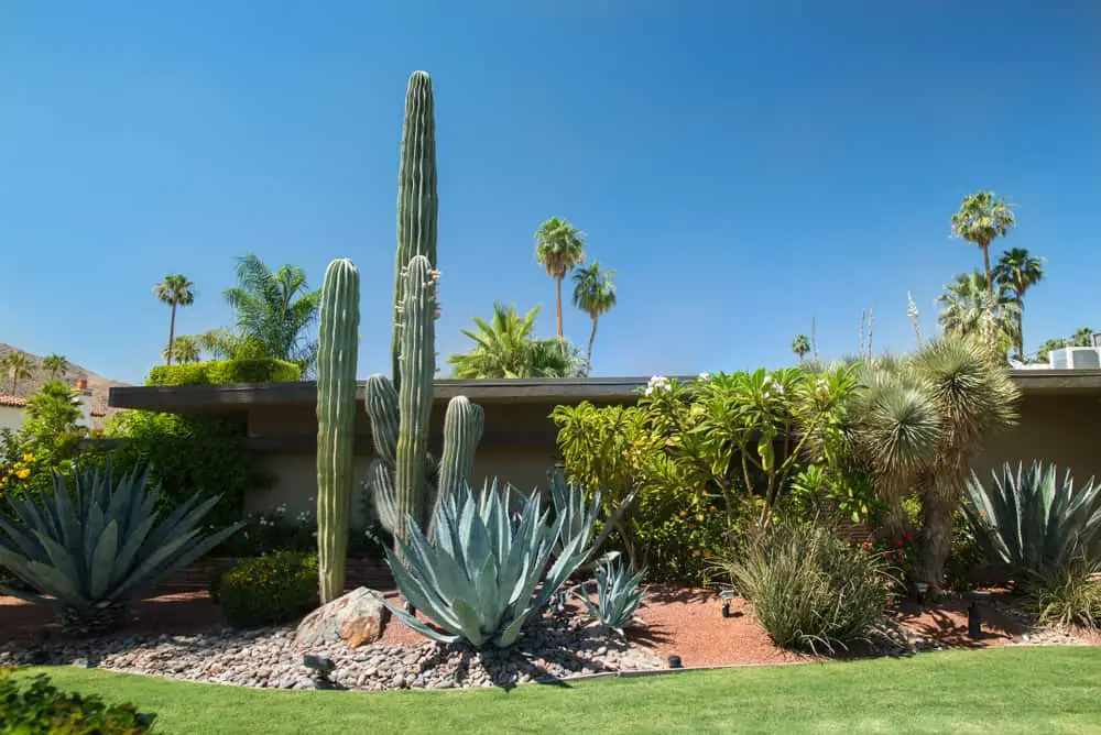 Cactus Garden Ideas