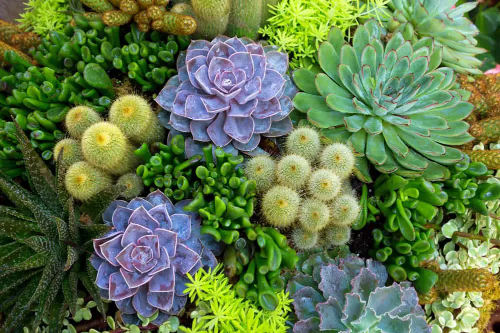 Cactus Garden Ideas