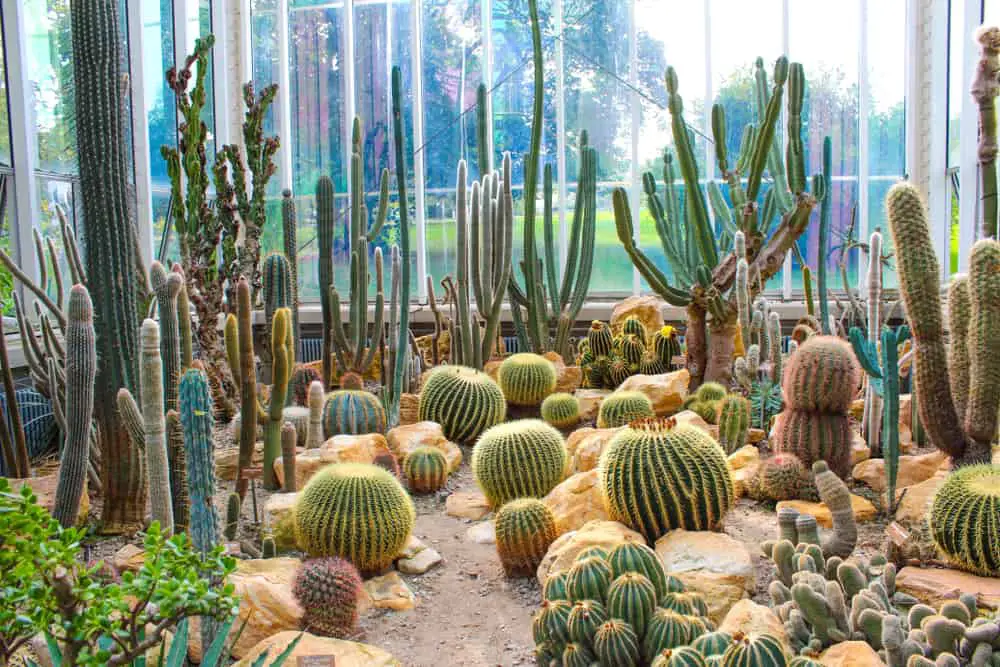 Cactus Garden Ideas