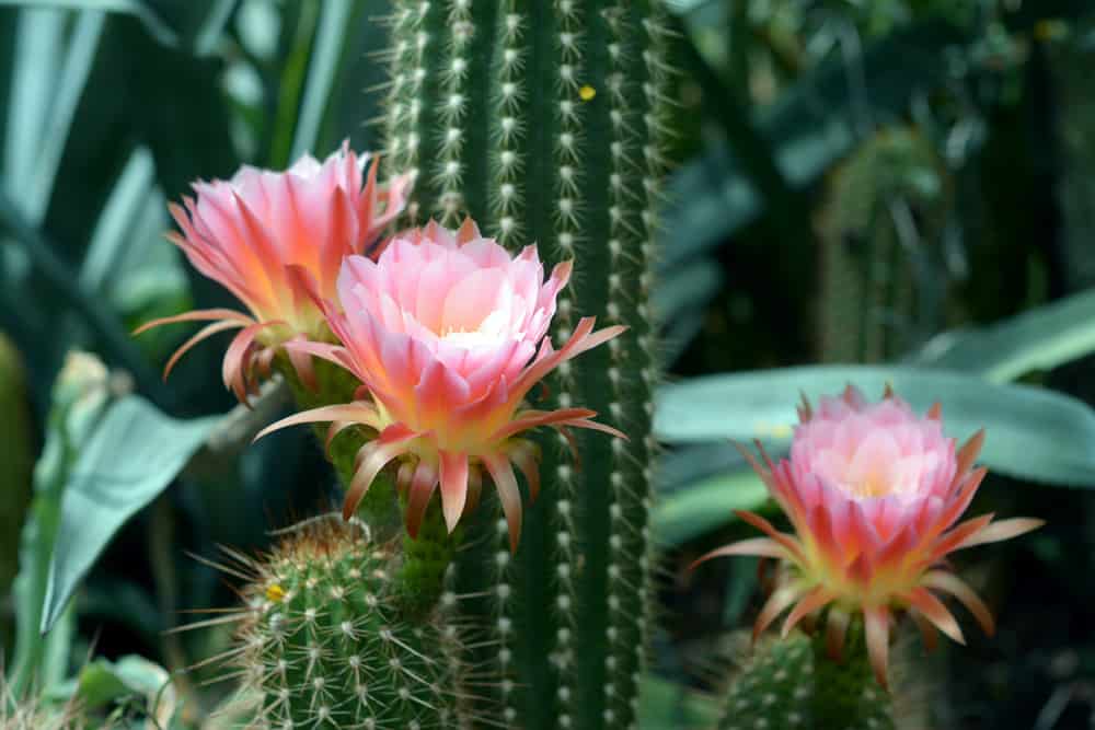 Cactus Garden Ideas