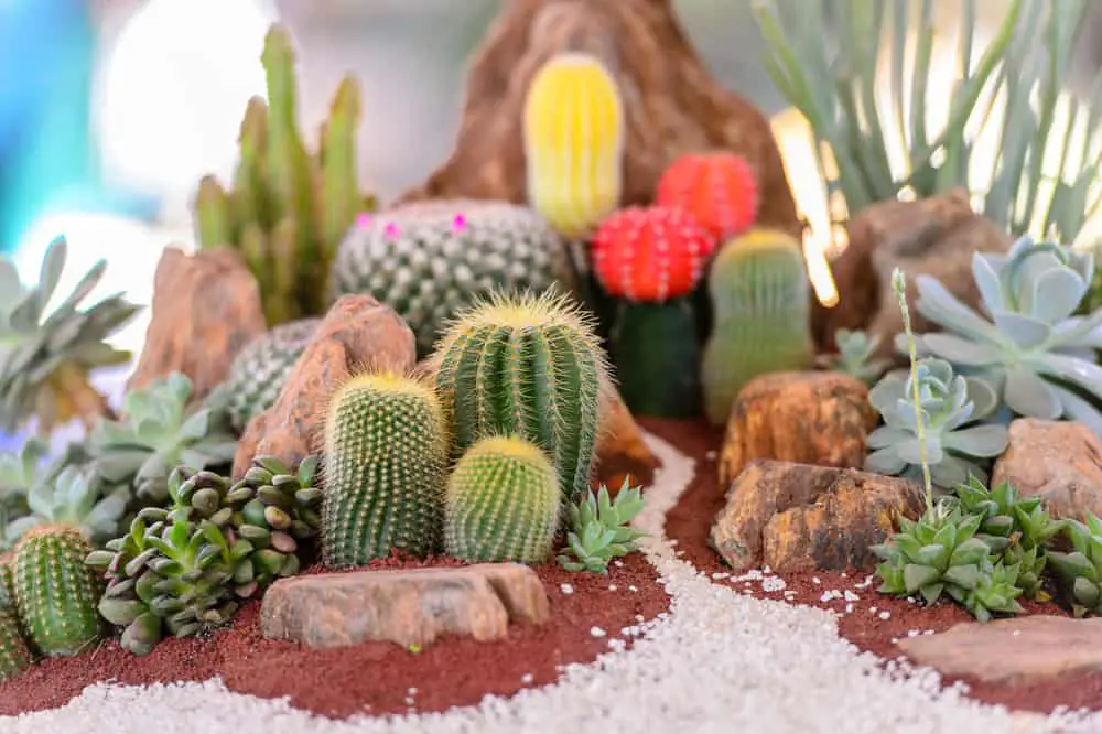 Cactus Garden Ideas