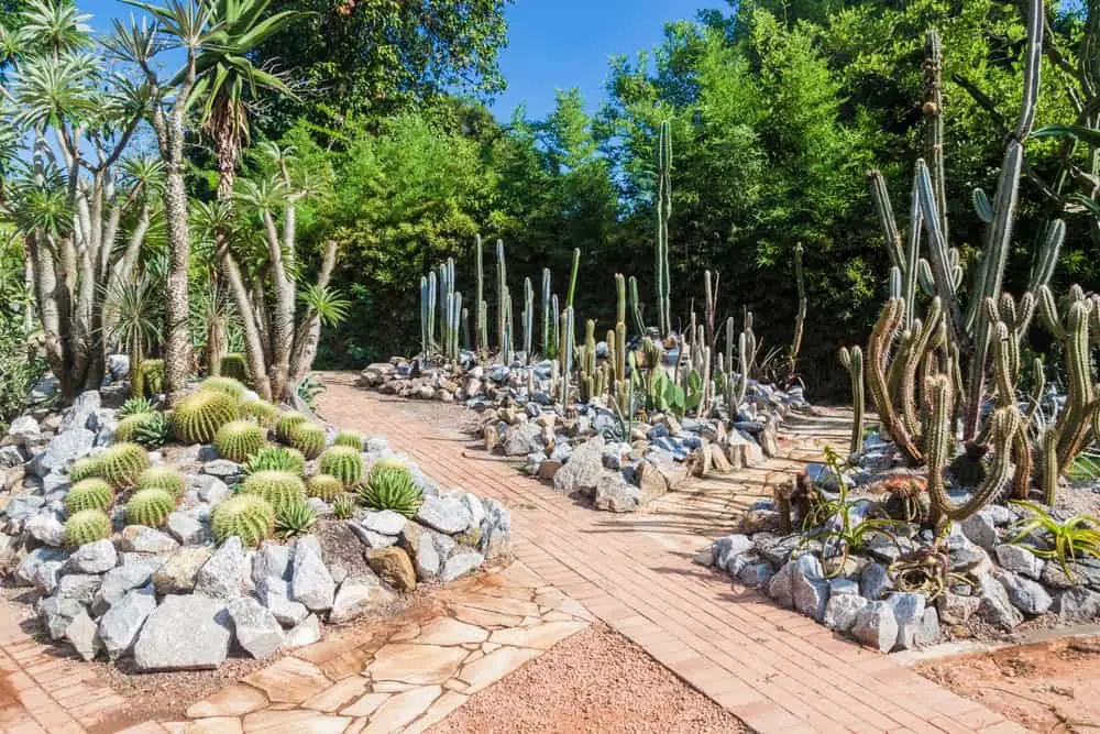 Cactus Garden Ideas