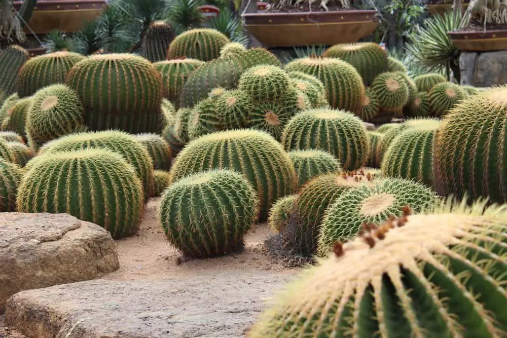 Cactus Garden Ideas