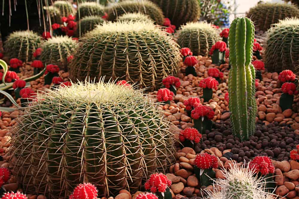 Cactus Garden Ideas