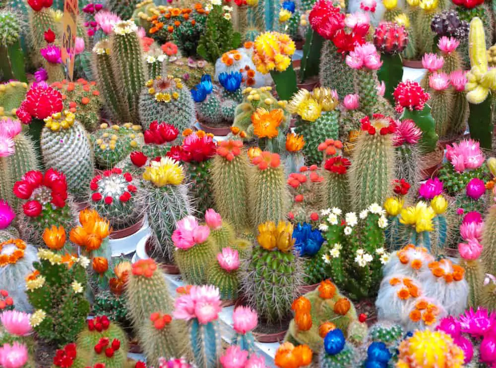 Cactus Garden Ideas