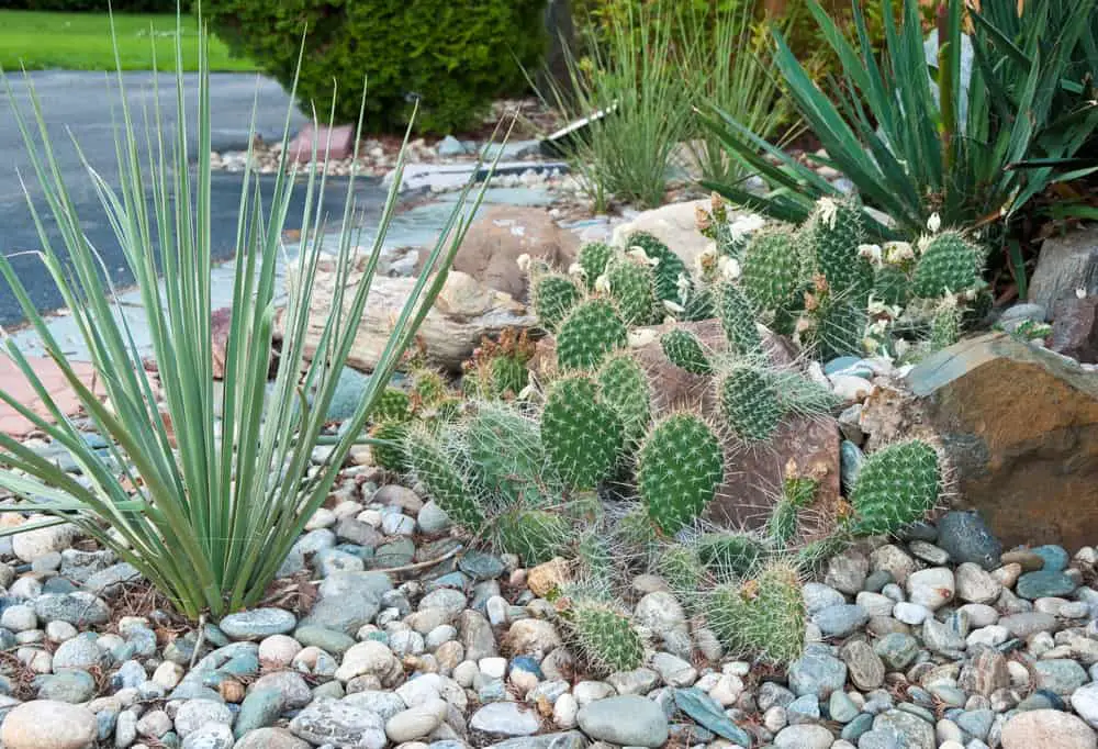 Cactus Garden Ideas