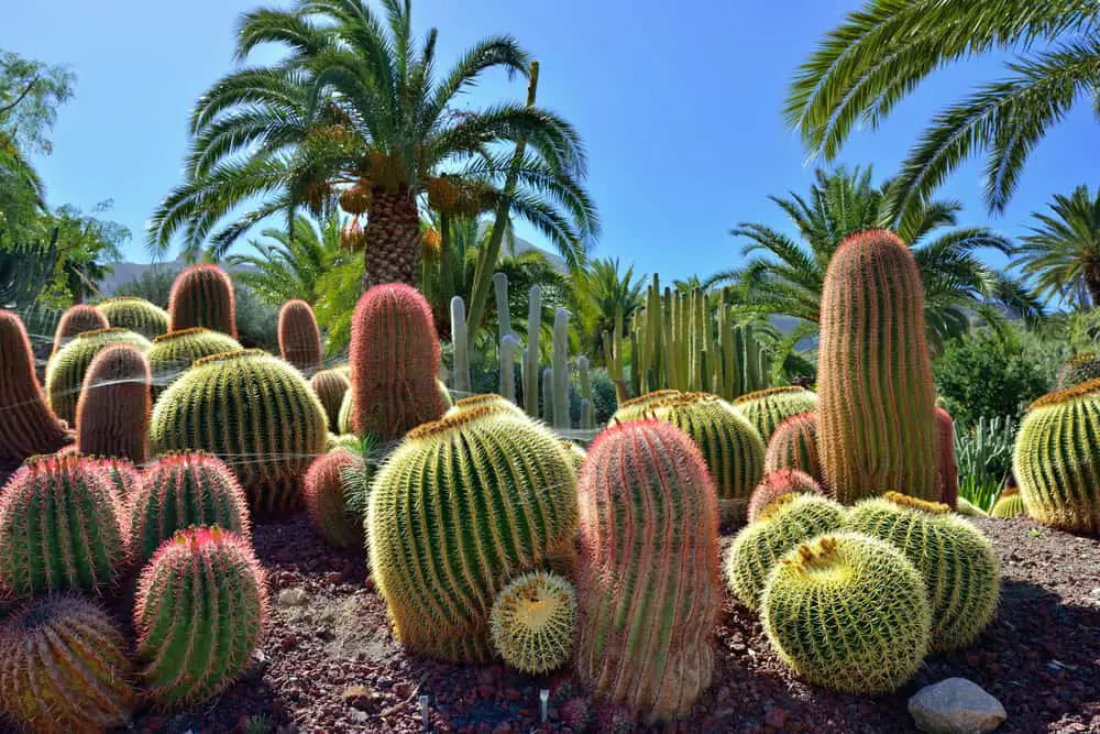 Cactus Garden Ideas