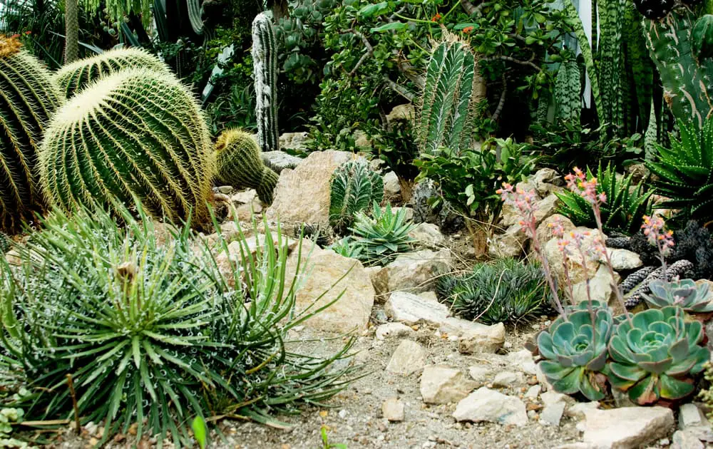 Cactus Garden Ideas