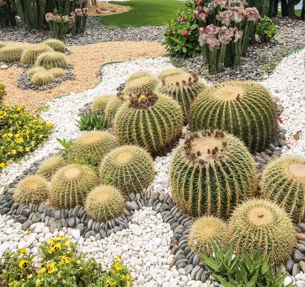 Cactus Garden Ideas