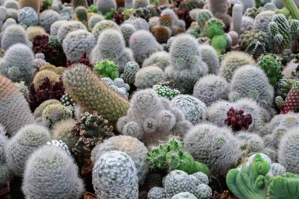 Cactus Garden Ideas