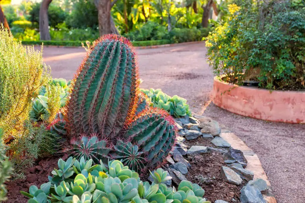 Cactus Garden Ideas