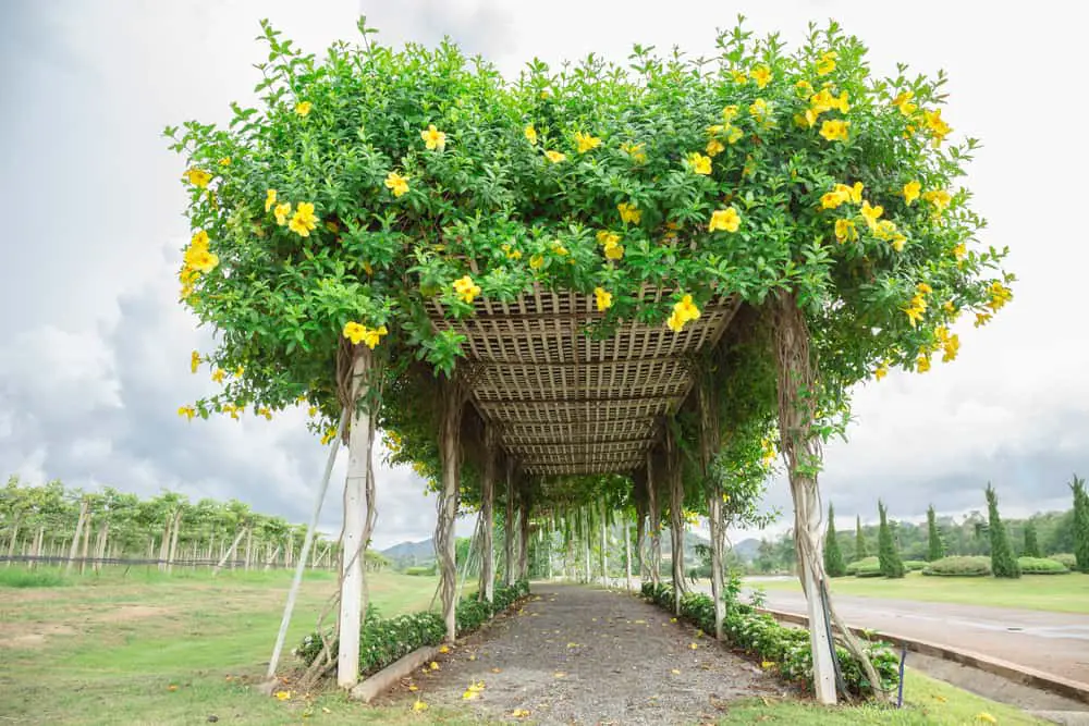 arbor designs