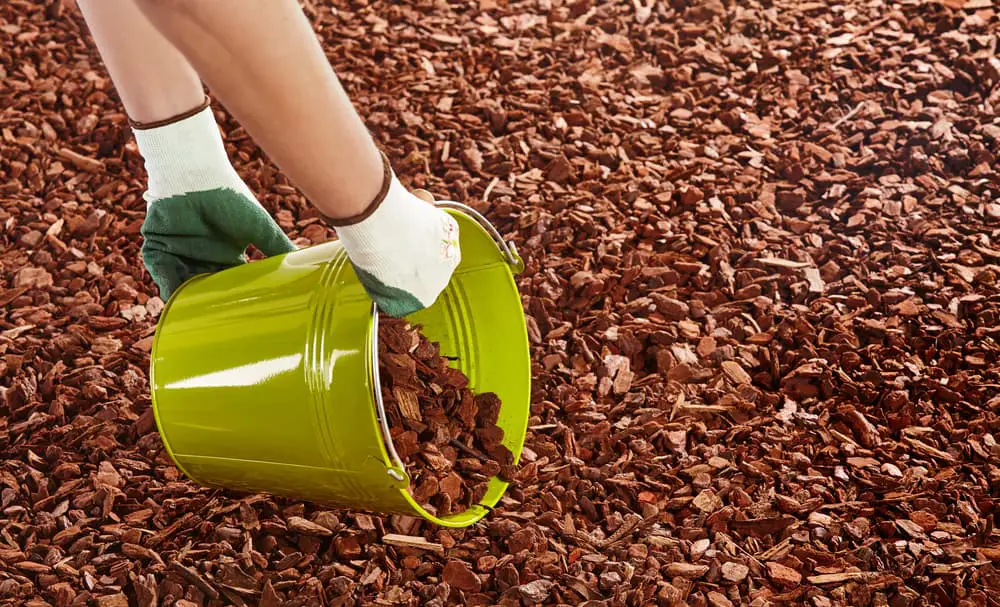 mulch alternatives