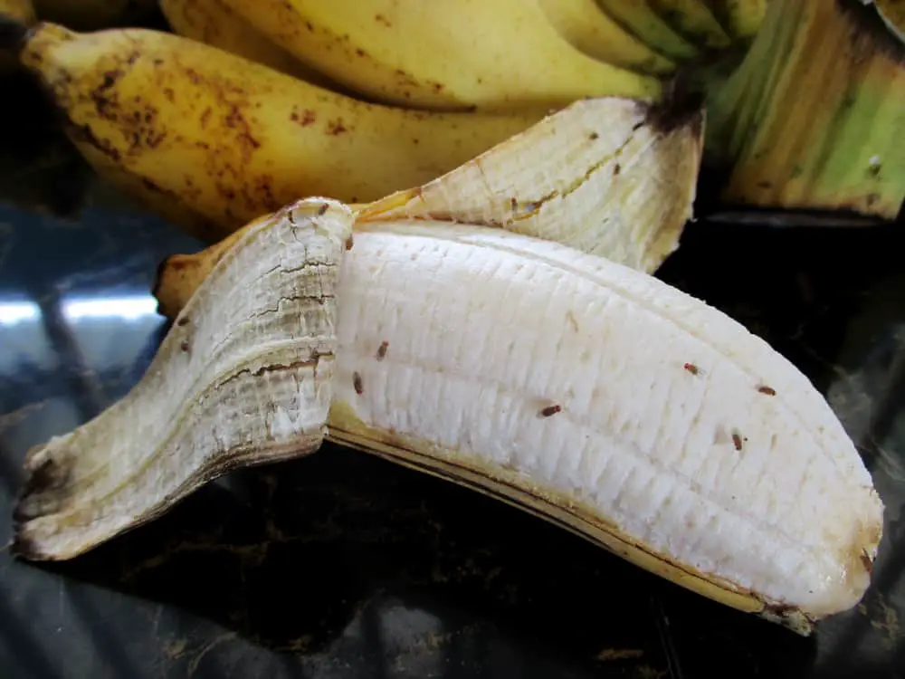 Drosophila on ripe banana