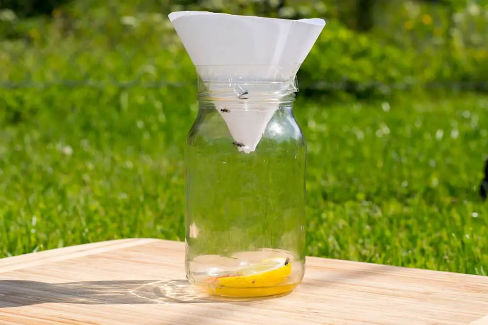 fruit and small flies trap