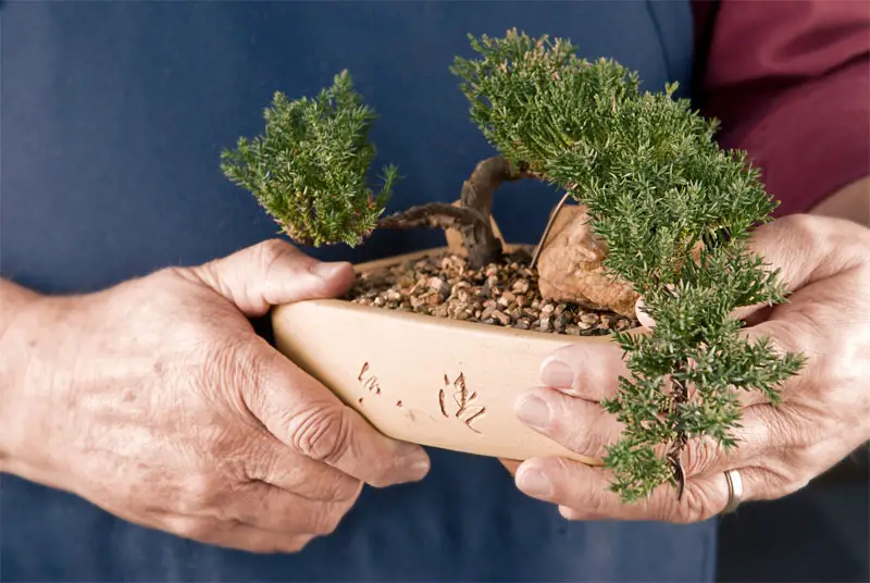 bonsai for beginners