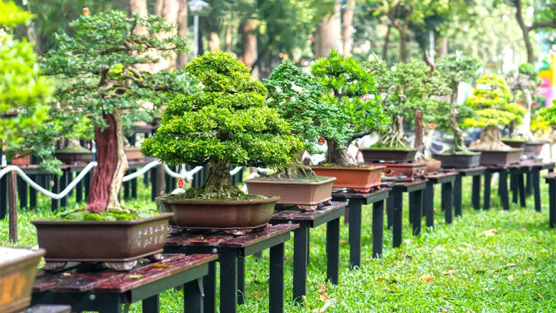 bonsai trees