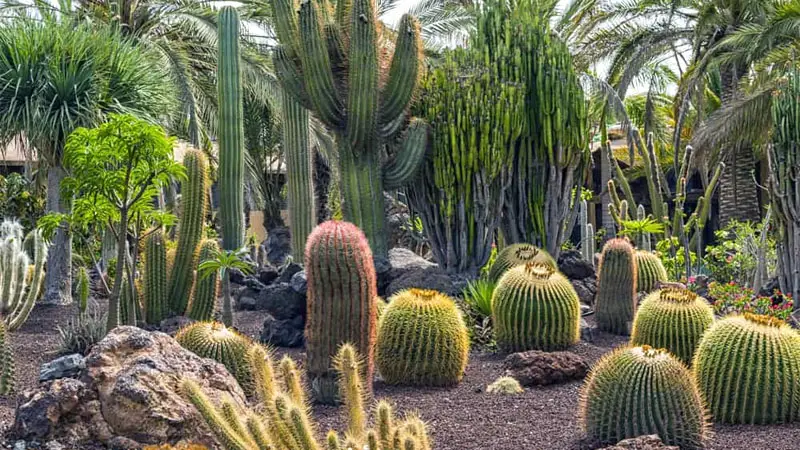 cactus garden ideas