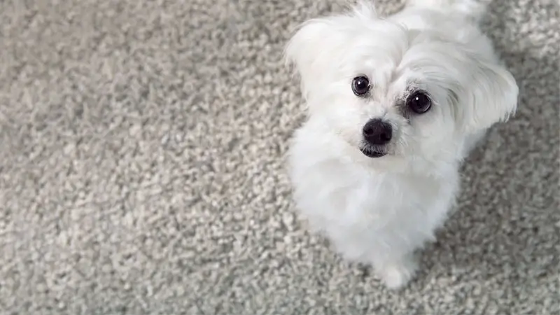 clean dog poop from carpet