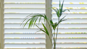 plantation shutters